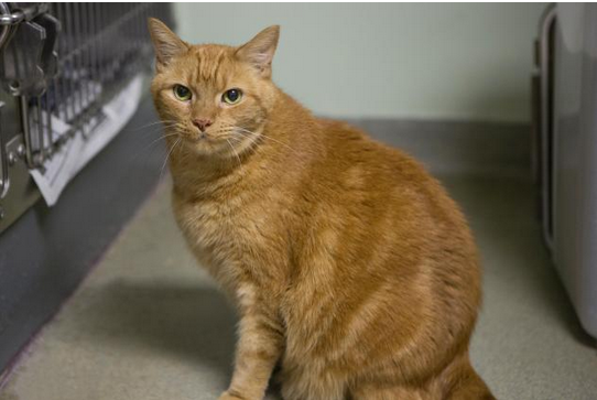 Pet of the Week: This Big Guy wants a home where he can roam post image