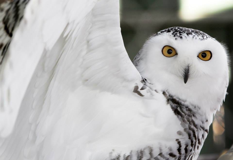 Snowy owls pose problem at Manchester-Boston Regional Airport post image