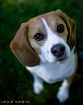 Beagle Freedom Project: Life after laboratory testing post image