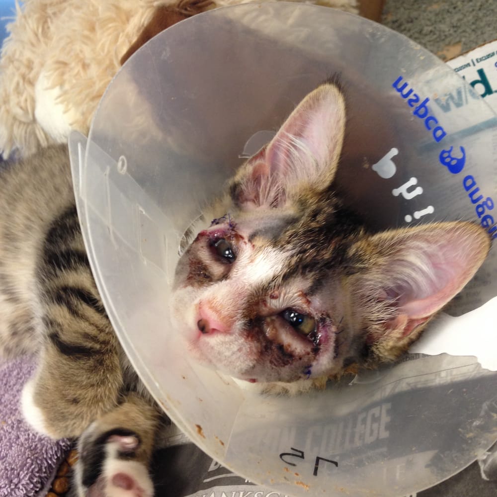 Amazing Grace for Phil: Unusual surgery saves homeless kitten’s eyesight post image