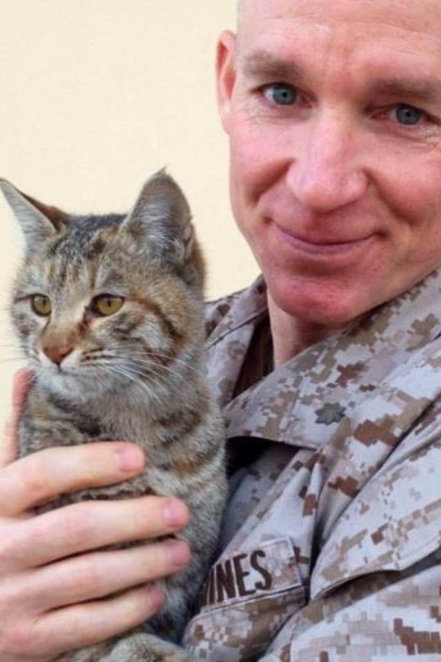 How a war orphaned Afghanistan stray kitty won the heart of a U.S. Marine post image