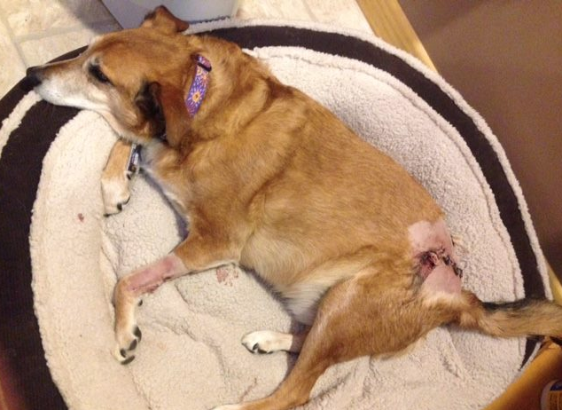 NH Fish & Game seek info on snowmobiler who fled after injuring dogs post image