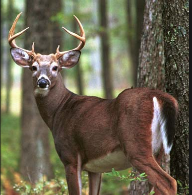 Public meetings set for NH Fish & Game 10-year Game Management Plan post image