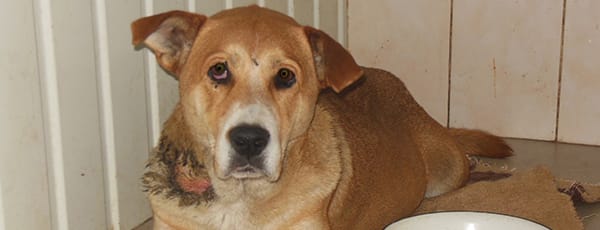 Casualties of war: Saving wounded, forgotten dogs –  and cats – of East Ukraine post image