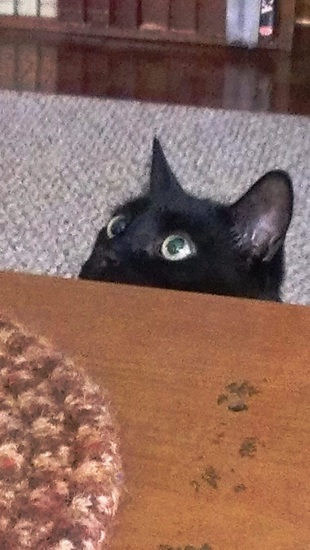 Finding Charlie’s first mom: Post-script on a well-loved rescue cat post image