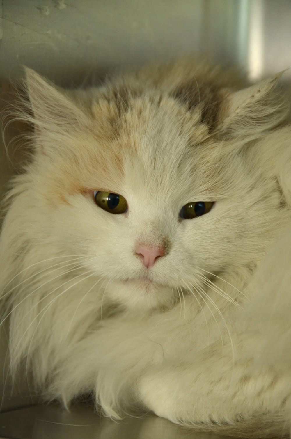 Juno survived the Blizzard of 2015′; still waiting for a forever home post image