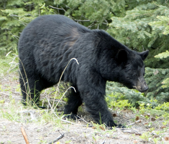 Public hearing to discuss chocolate bear bait ban, moose hunt lottery reduction post image