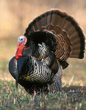 Get in on Gobbler Season with this wild turkey hunt tutorial from NH Fish & Game post image