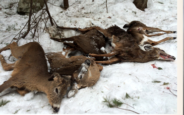 NH Fish & Game: 12 deer killed by ‘well-intentioned’ winter feeding post image
