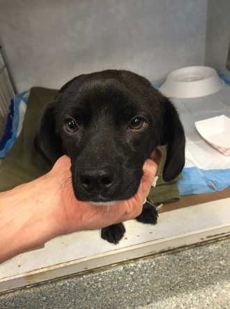 Second chance for 2 strays found near death; now they needs forever families post image