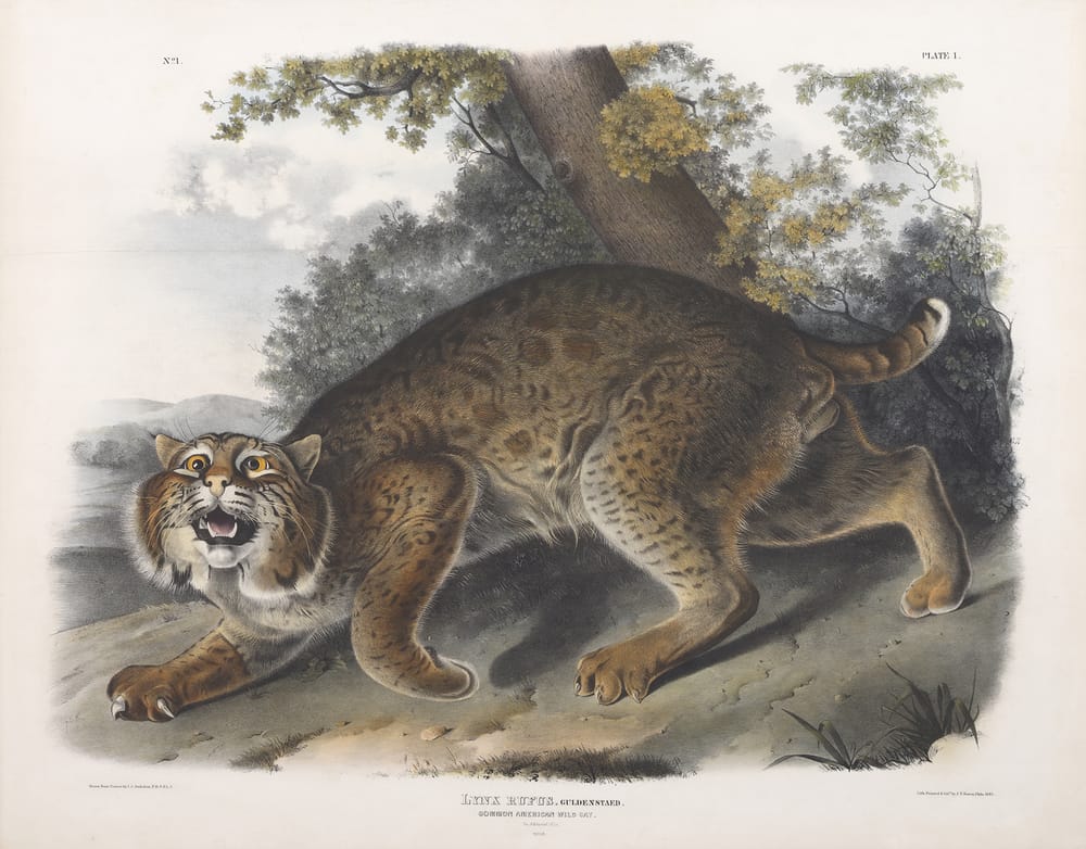 At the Currier: From Birds to Beasts, Audubon’s Last Great Adventure post image