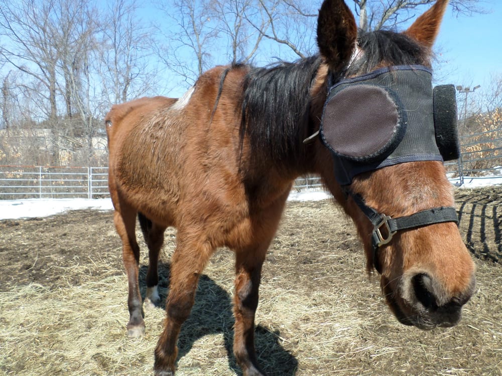 Rescuing Flora: Used and abused, this retired racehorse needs TLC post image