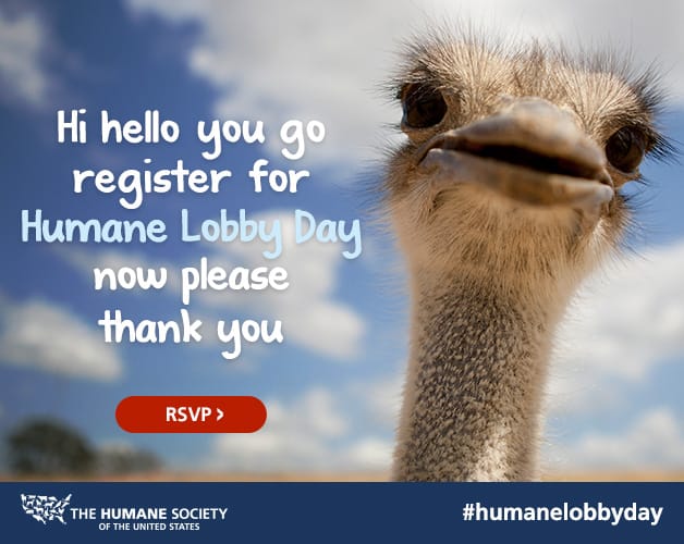 Humane Society Lobby Day: Put your energy where your heart is post image