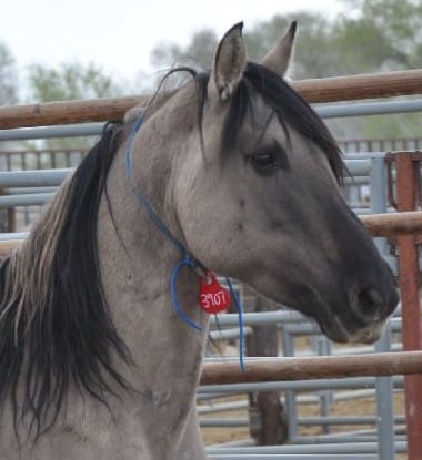 ‘Grulla Horse 3907’ represents everything that’s wrong with government handling of wild horses post image