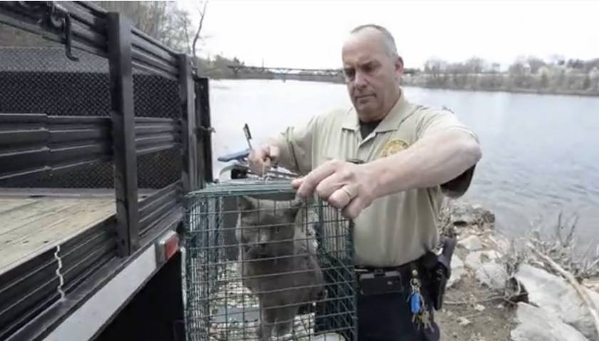 13 kittens rescued from the island of misfit cats post image