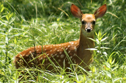 NH Fish & Game: ‘Leave fawns and other wildlife alone’ post image