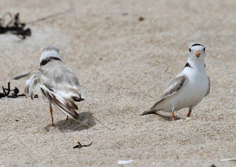 NH Fish & Game: Be aware of endangered piping plovers on NH beaches post image