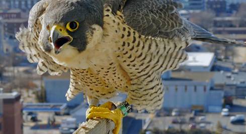 Peregrine falcons steadily rebounding in NH over 40 years, Manchester pair among the most successful post image