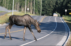 4 Manchester hunters among Moose Lottery winners post image