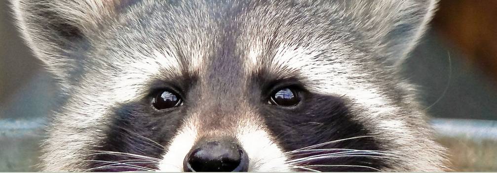 Got wildlife? Interactive site provides help for antics of neighborhood wild things post image