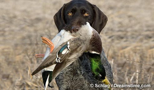 NH Fish & Game News: Early migratory game bird hunting seasons set post image
