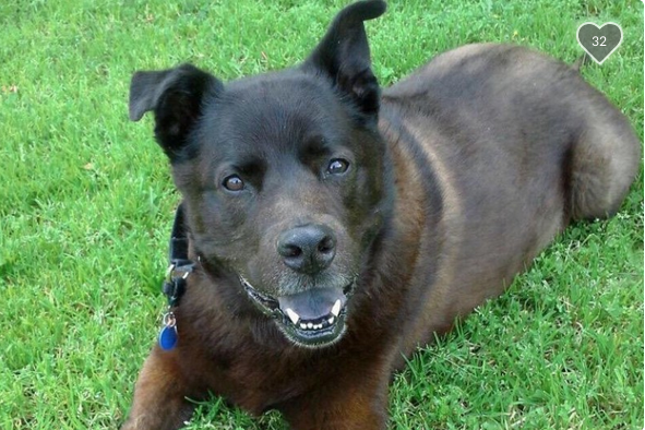 Crowdfunding the trend for cash-strapped pet owners with big vet bills post image