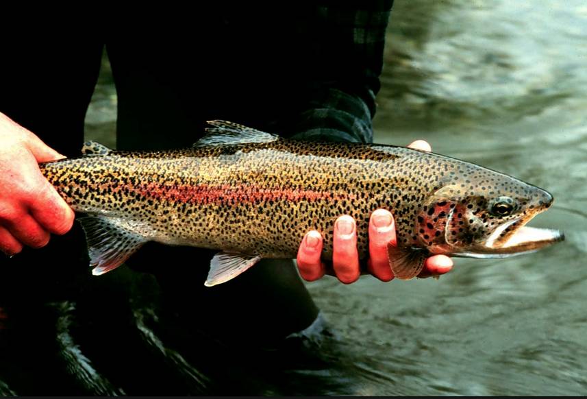 Fishing Report: Find the cold water and you’ll find the fish post image