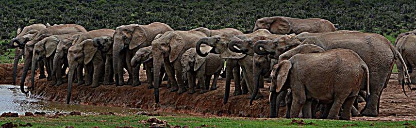 The elephants in the room: NH prepares for Aug. 3 GOP Forum, minus Trump post image