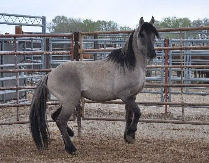 RIP Antonio & Cecil: Tough week for animals in the wild post image