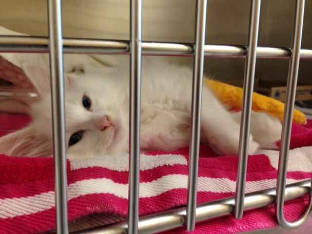 A kitten in need; a greyhound advocacy group; and ‘The Dog Wedding’ premiere post image