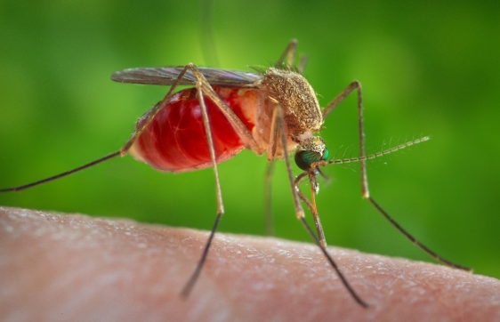 Risk for West Nile Virus elevated to ‘moderate’ status after second batch of mosquitoes tests positive post image