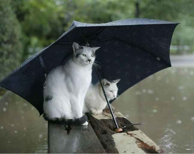 Stormy weather – and possible flooding  – in the forecast for Manchester post image