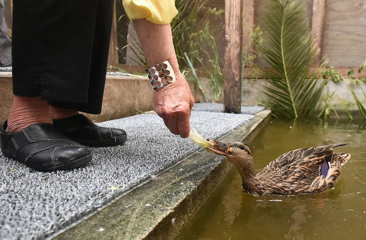 Juanita the Duck: Mallard in federal lock-up awaits reunion with nursing home residents post image