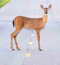 Oh deer: Fish & Game warn motorists of dangerous Bambi crossings post image