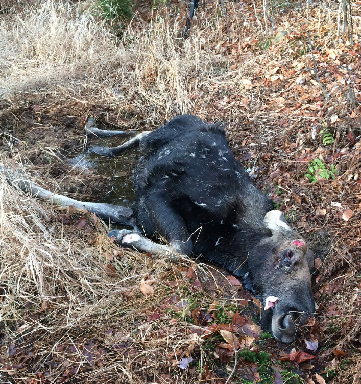 Fish & Game investigate discovery of moose poached for antlers post image