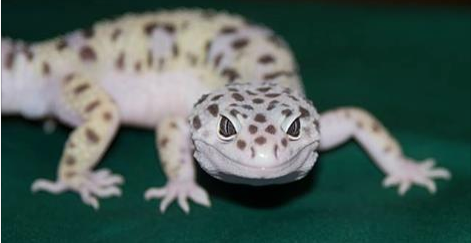New England Reptile Expo at the Radisson, Jan. 17 post image