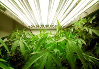 NH non-profit has the OK to start growing therapeutic cannabis post image