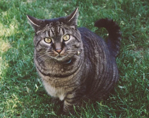 Adventures in pet sitting: When the dog’s away, this cat’s definitely in charge post image