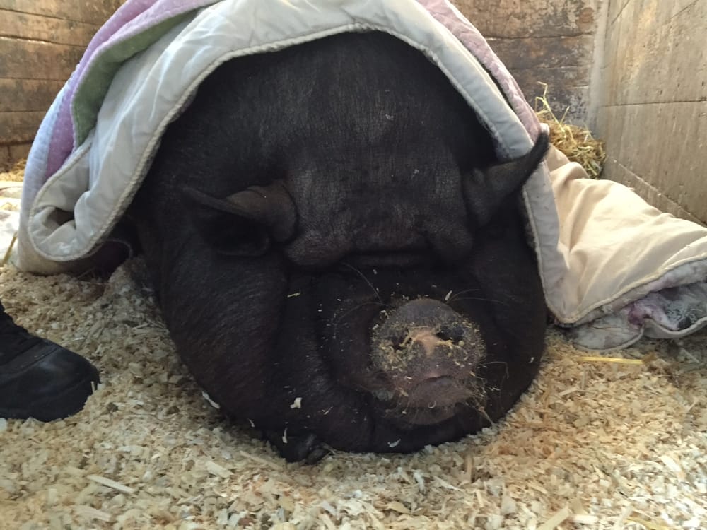 And the ‘Gabby Award’ goes to brave Willow, the homeless potbellied pig post image
