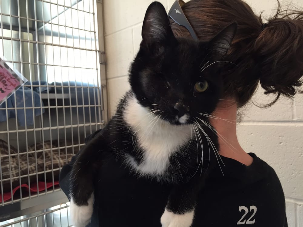 Frank the ‘pirate cat’ is ready to ship out, just needs a safe harbor post image