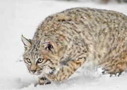 NH Fish & Game Commission approves bobcat hunt proposal post image