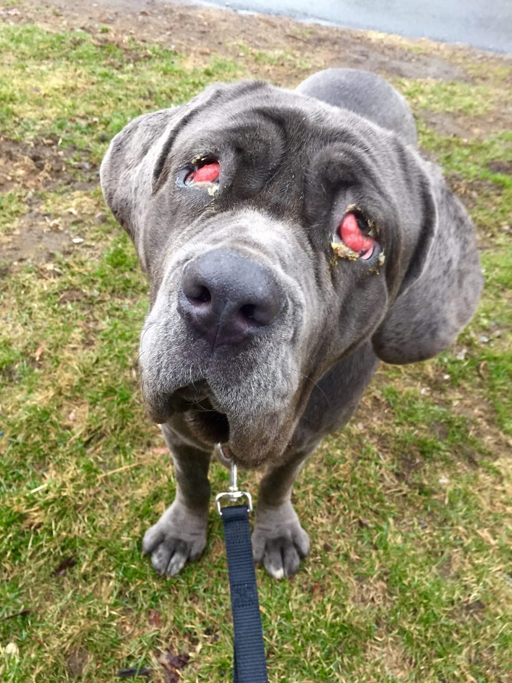 Zoe’s story proves puppy mills still a problem post image
