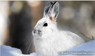 Fish & Game: No charges in rabbit-hunting incident involving 2 hunters post image