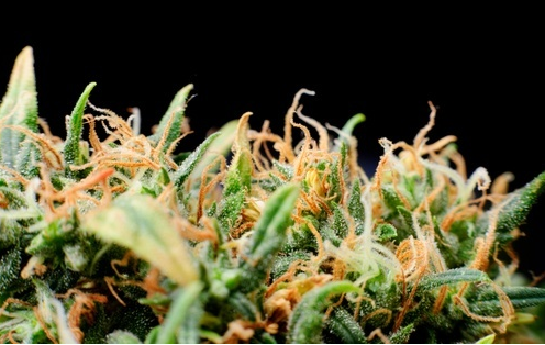 NH’s first medical marijuana dispensary ready to do business post image
