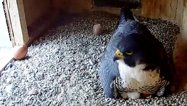 Watch Peregrine Falcons hatch in a nest 13 stories above Manchester post image