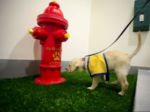 Service-animal relief zone added at Manchester airport post image