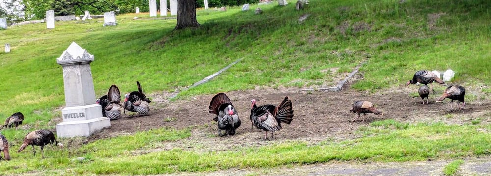Nov. 22: West High Turkey Trot to include elementary and middle schoolers post image