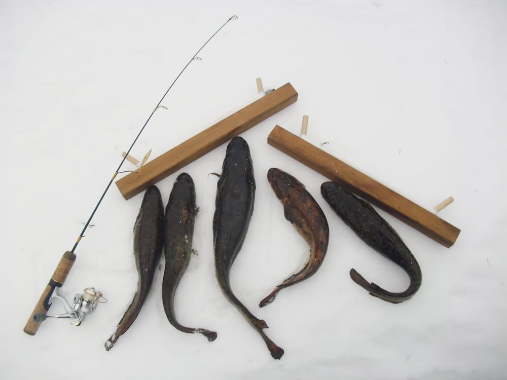 Service interruption on Fish and Game license sales Sunday post image