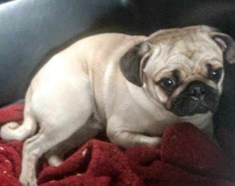 Who let the dogs out? Pug, yellow lab sidekick cause traffic jam on highway post image