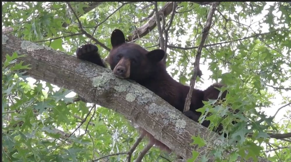 Animal Planet, West Side edition: Hey, there’s a bear on Kimball Street post image